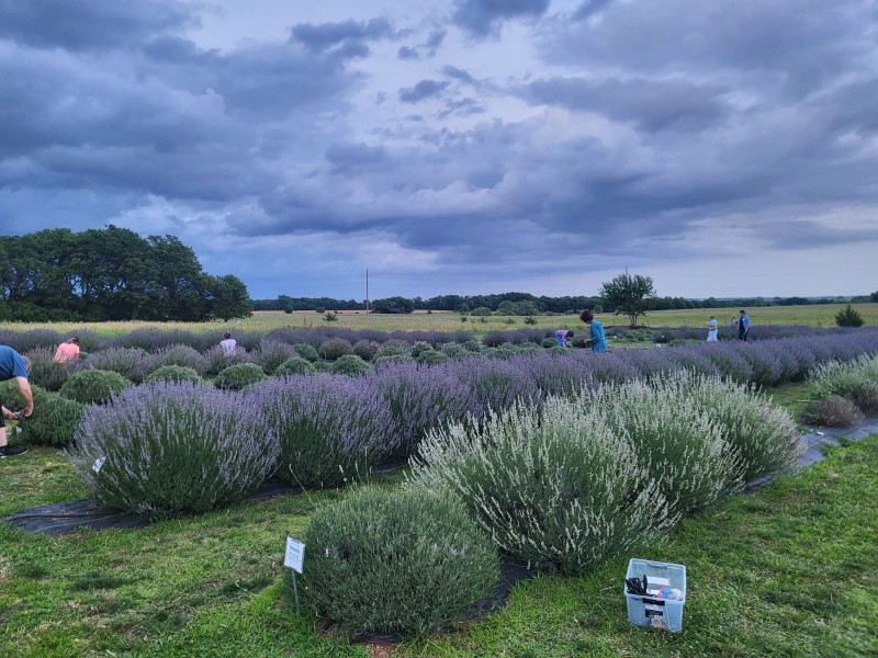 Elam Lavendar & Honeybee Farm